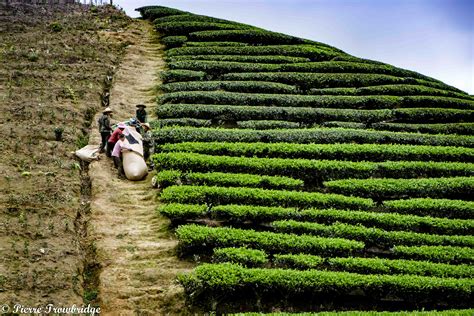 All the Tea in China: A Ride to the Tea Plantations of Jianou - Pierre Trowbridge