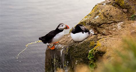 There’s something cool about Arctic bird poop — Thomas Sumner