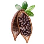 Cocoa Beans PNG Photos PNG, SVG Clip art for Web - Download Clip Art, PNG Icon Arts