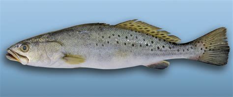 Spotted Seatrout Tag and Release | Center for Fisheries Research and Development | The ...