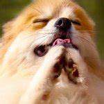 dog praying Meme Generator - Imgflip