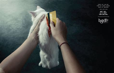 Association of Shelter Volunteers and Animal Rights Istanbul Print Advert By JWT: Cat | Ads of ...