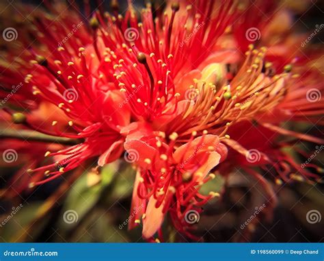 A Capparis Decidua Flower Sweet Color Stock Image - Image of botany ...