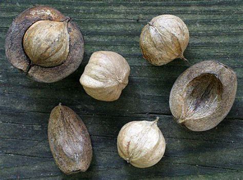 Fruit, Nut and Ornamental Trees 101: “H” Is for Hickory Nut Trees