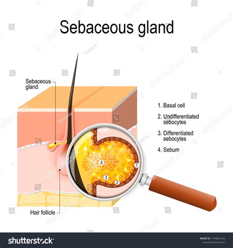 Structure Sebaceous Gland Anatomy Physiology Sebocytes Stock Vector (Royalty Free) 1149661220 ...