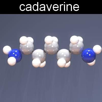 3d molecule cadaverine