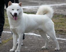 Hokkaido Dog Info, Temperament, Puppies, Pictures