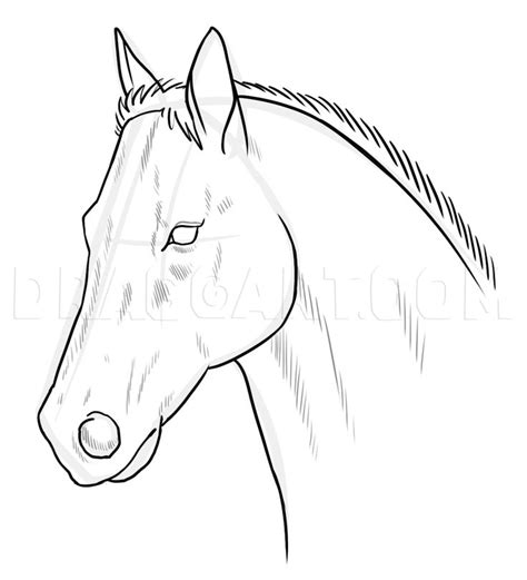 How to Draw a Race Horse: Step by Step Guide