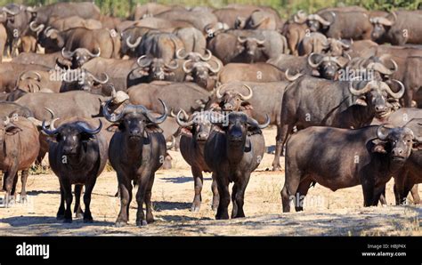 herd of buffalo Stock Photo - Alamy