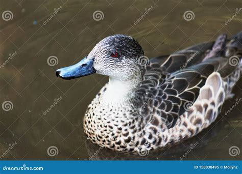 Closeup Image of a Grey Teal Duck Stock Image - Image of wildlife, people: 158038495