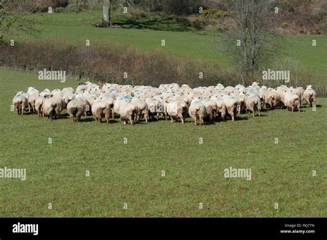 Farmer herding sheep hi-res stock photography and images - Alamy