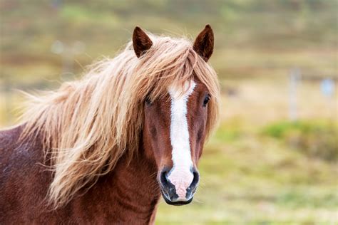 Horse Facial Markings and What They Mean