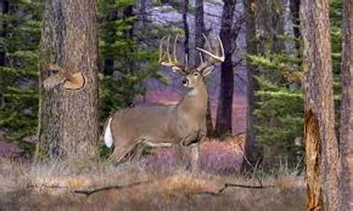 Digestive System - WhiteTail Deer