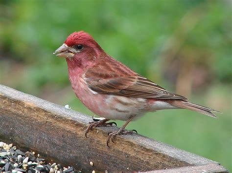 Tails of Birding: Winter Finches - Purple Finch