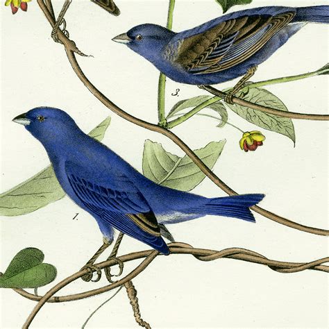 Audubon Bird Prints from Birds of America 1840