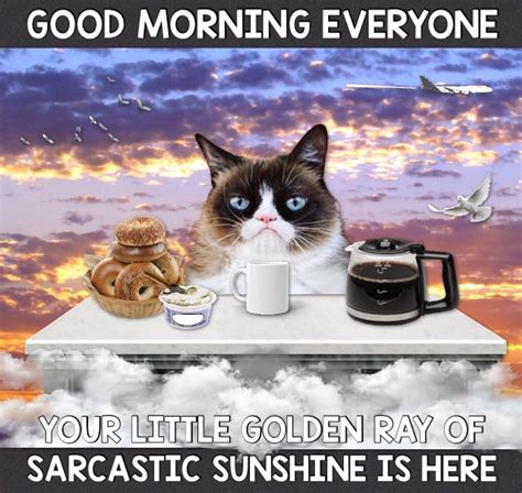 Grumpy Cat Good Morning Meme - Entrevistamosa