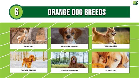 6 Orange Dog Breeds & Orange Dog Names - A-Z Animals