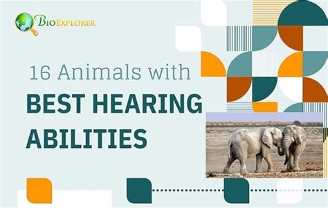 Top 16 Animals with the Best Hearing | BioExplorer.net