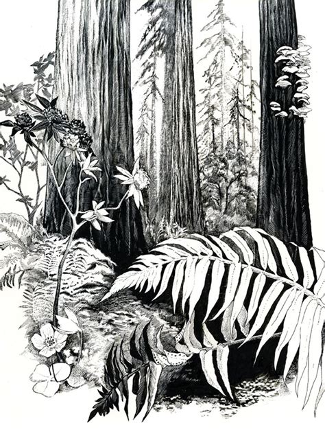 Redwood Forest by Ink Dwell | Woodcut art, Pen art drawings, Forest sketch