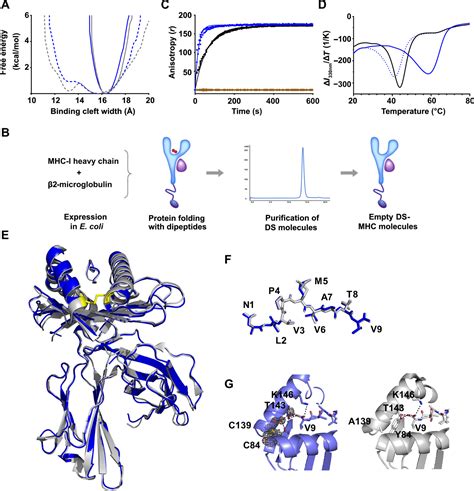 Empty peptide-receptive MHC class I molecules for efficient detection ...