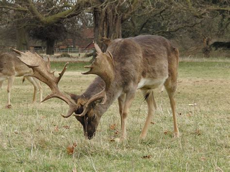 Deer on Park Land in Charlecote Park - National Trust in W… | Flickr