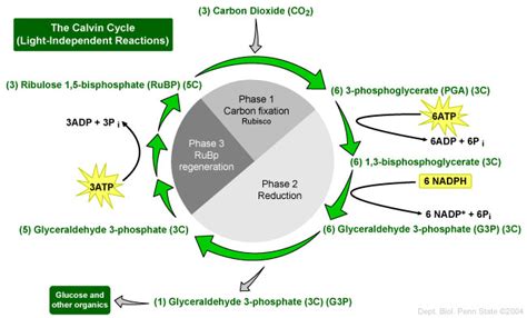 #103 The light-independent reactions (Calvin cycle) | Biology Notes for A level