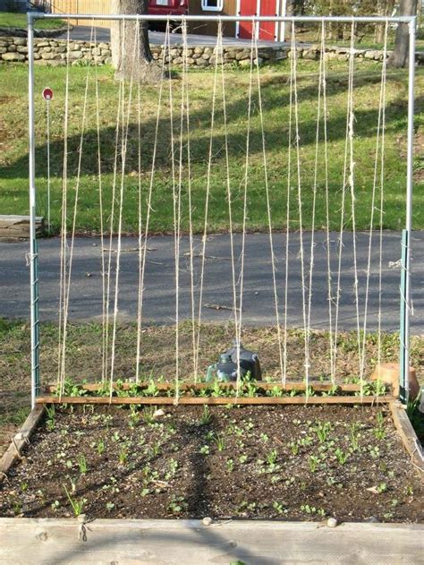 35 best images about growing-sweet peas beans on Pinterest | Gardens, Sweet peas and The modern