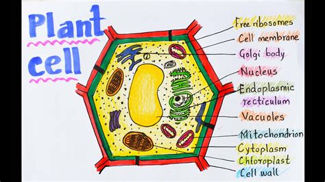 Plant cell poster project