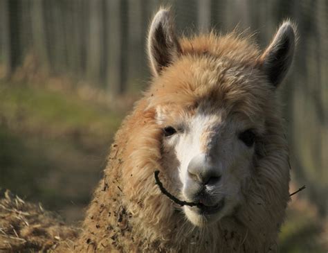 Free Images : nature, hair, fur, fluffy, livestock, mane, eat, wool, fauna, peru, llama, alpaca ...