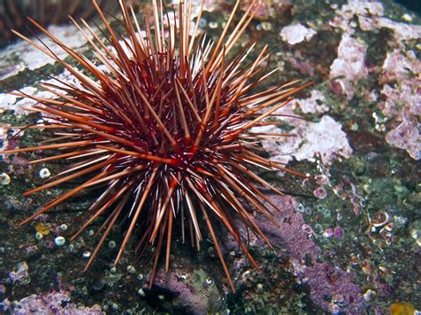 Red Sea Urchins | RBS Seafood Harvesting | Strongylocentrotus ...