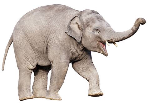 1,000+ Elephant Calf Isolated Stock Photos, Pictures & Royalty-Free Images - iStock