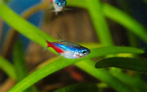 25 Rummy Nose Tetra Tank Mates - AquariumNexus