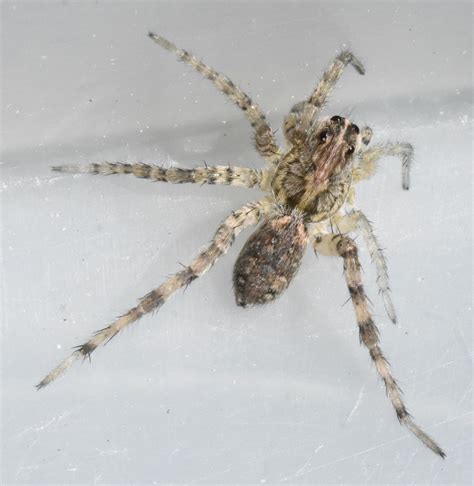 Wolf Spider Identification – Nature Along the El Camino Real