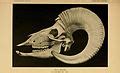 Category:Ovis canadensis skulls - Wikimedia Commons