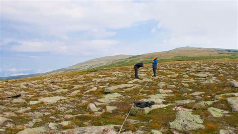 Researchers investigate how alpine plants endured extreme climate change