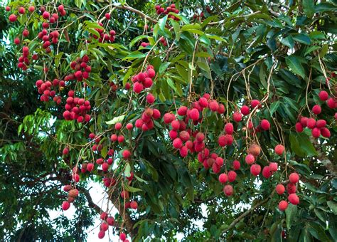 Lychee | Description, Tree, Fruit, Taste, & Facts | Britannica