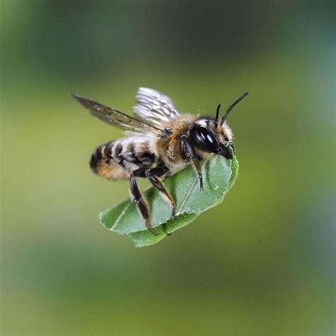 a close up of a bee on a leaf