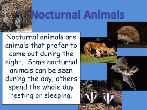 Nocturnal Animals