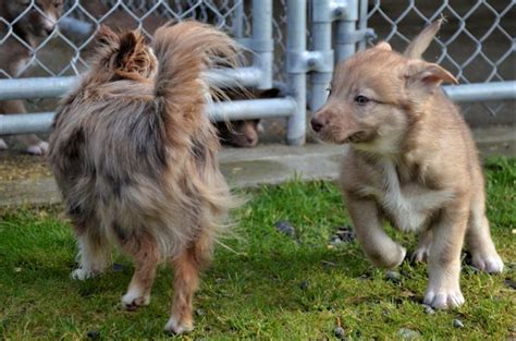 Coydog puppies