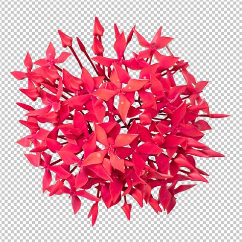 Premium PSD | Red ixora flower isolated rendering