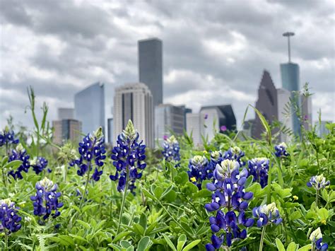 Spring in Houston : r/houston