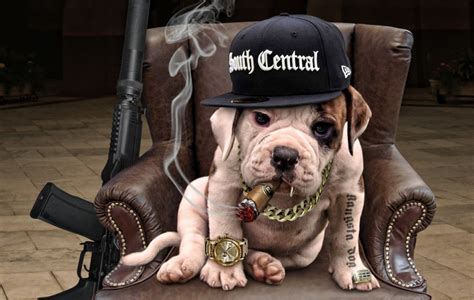 Create meme "english bulldog, dog gangster" - Pictures - Meme-arsenal.com