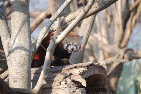 [GALLERY] Yesterday We Visited the Red Pandas at Zoo Vienna - Red Pandazine