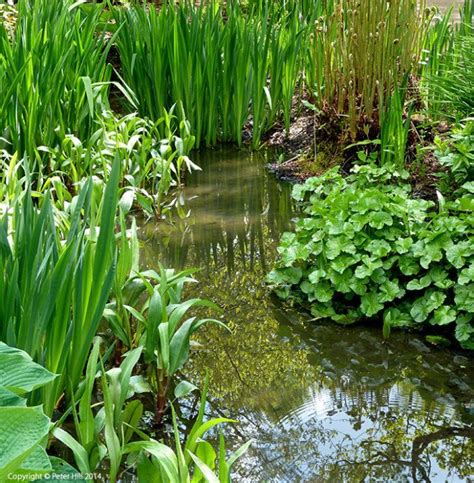 Wildlife Ponds - Focus Magazines