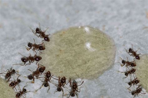 How To Get Rid Of Black Ants In The Bedroom | www.resnooze.com