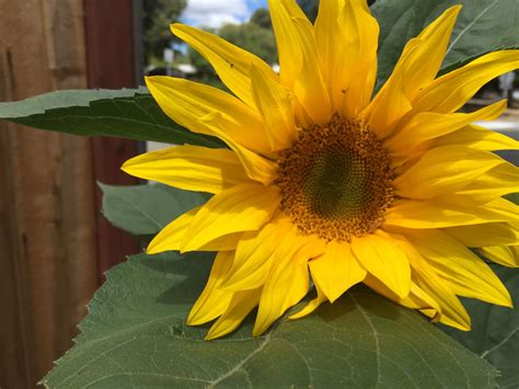 Heliotropism - The Daily Garden