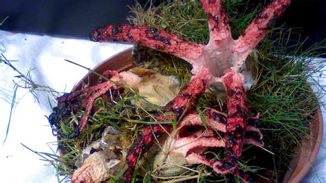 This Sprouting, Octopus-like Fungus Is the Stuff of Nightmares