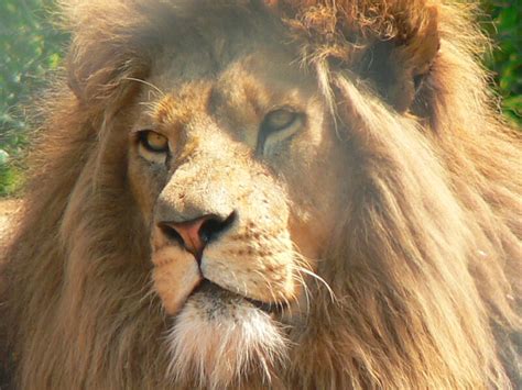 The Biggest Lion Airlift Ever to Send Dozens of Big Cats to Africa ...