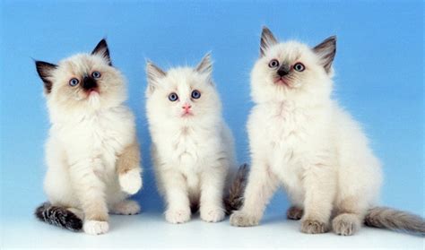 Ragdoll Cat Breed Information - Vetstreet | Vetstreet