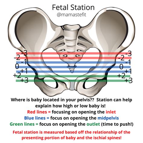 Pelvic Outlet Measurements